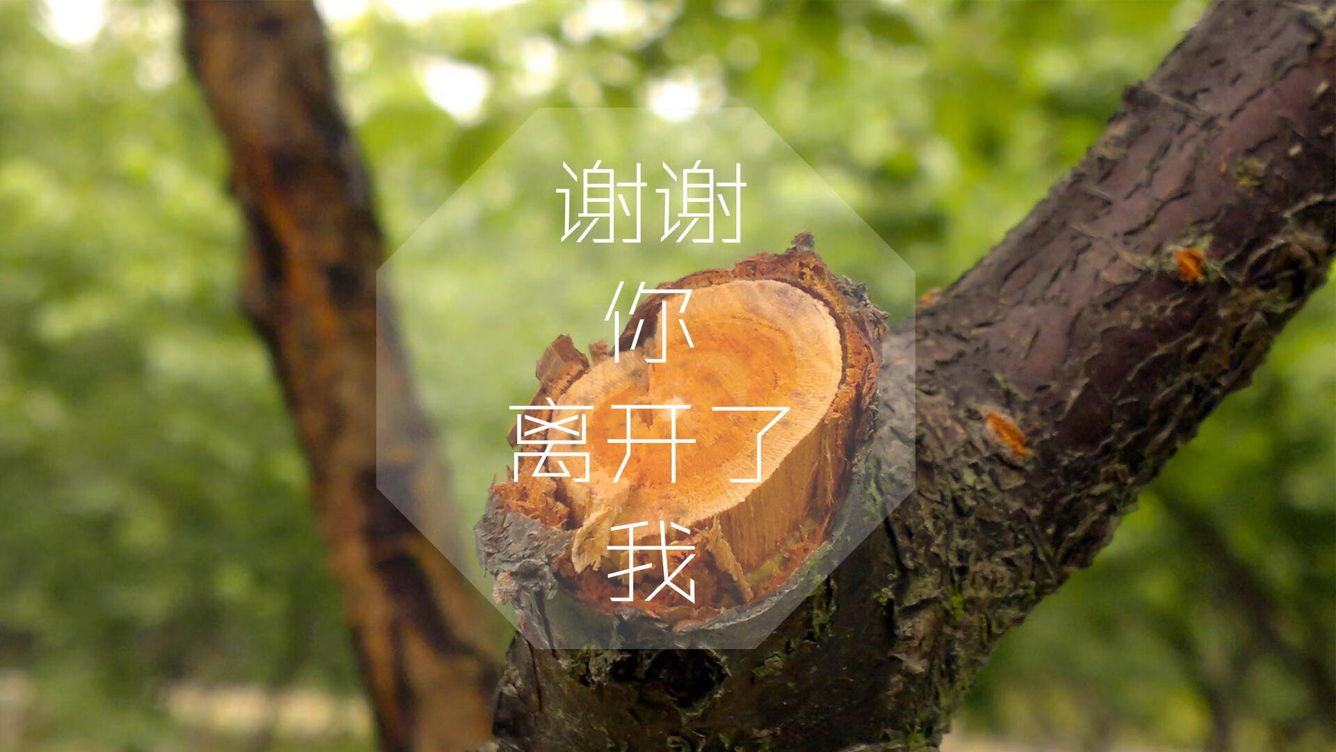 德甲策略刷新：变化多端，精彩纷呈！，德甲规律