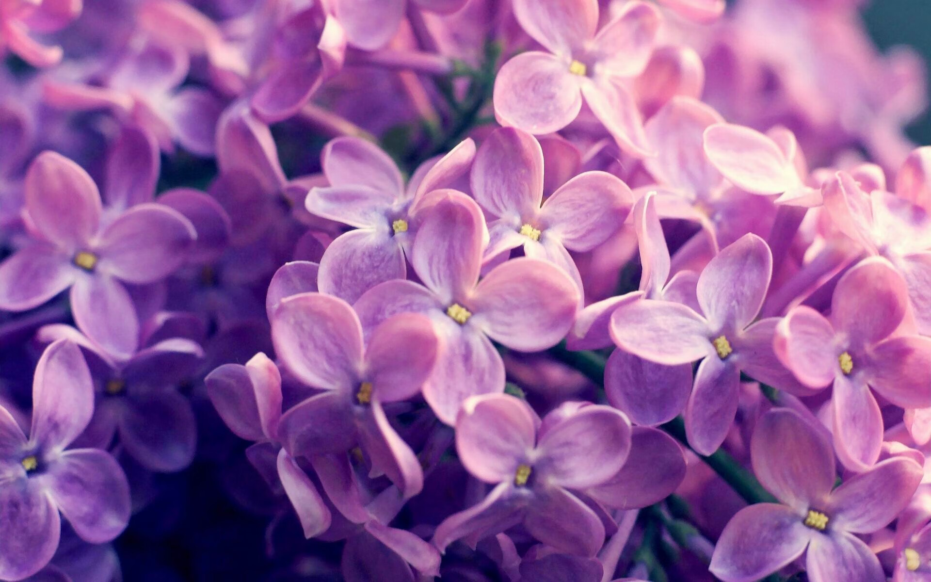 比利时仰泳选手技术细腻，比利时训练