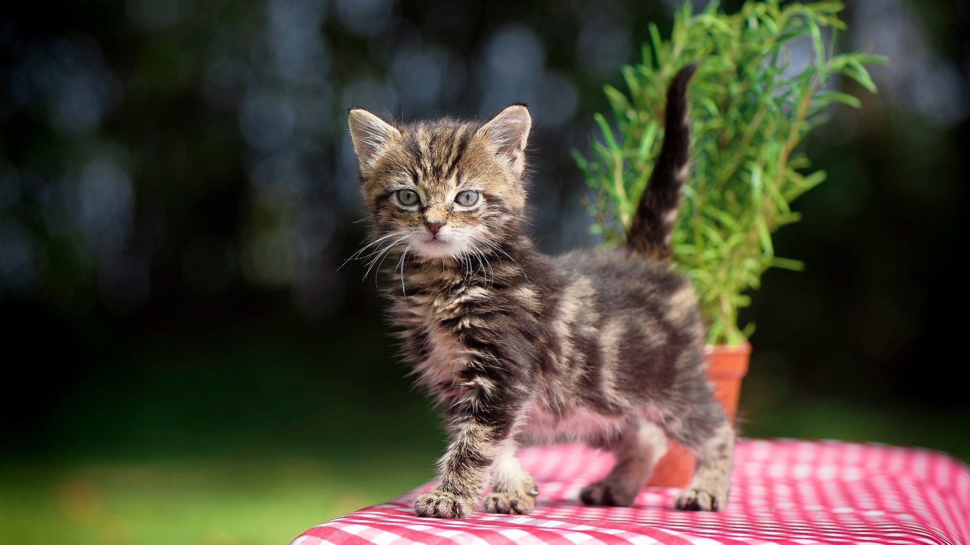灰熊进攻结构调整提升外线命中率，灰熊部署